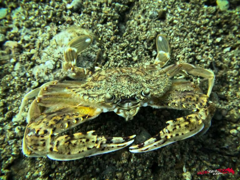 Underwater Parker – Dauin-017