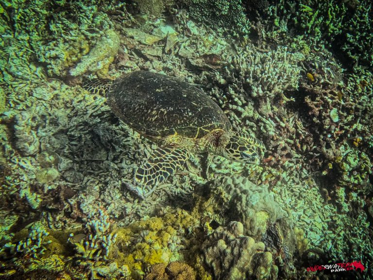 Underwater Parker – Dauin-018