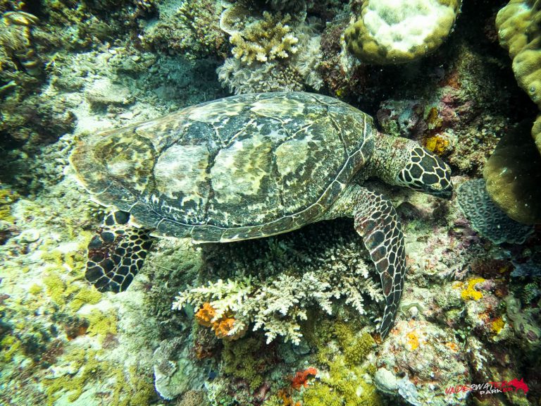 Underwater Parker – Dauin-019