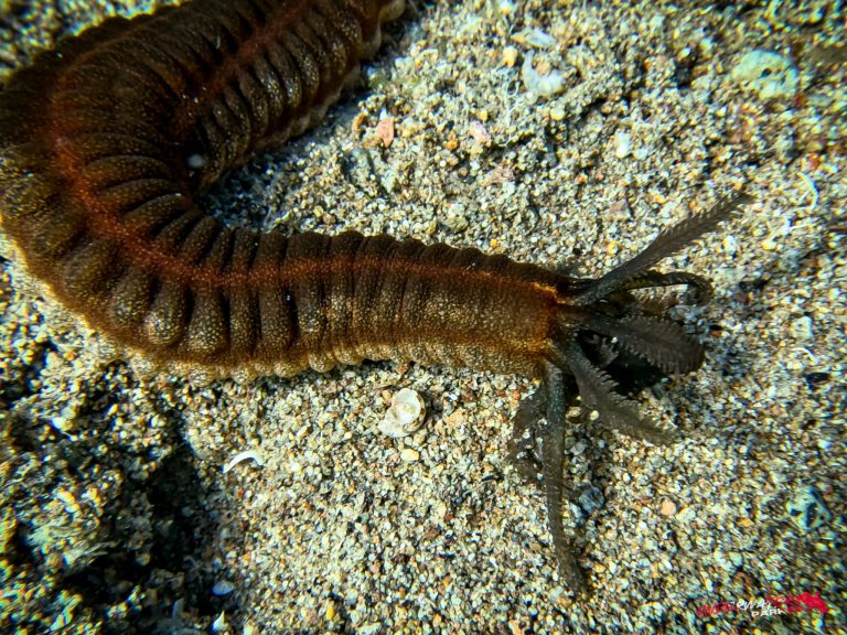 Underwater Parker – Dauin-020