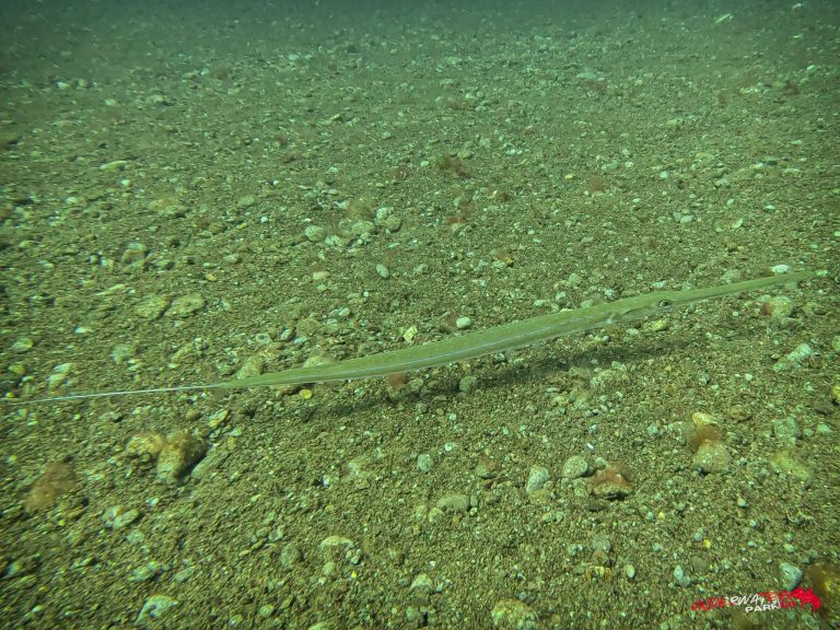 Underwater Parker – Dauin-021