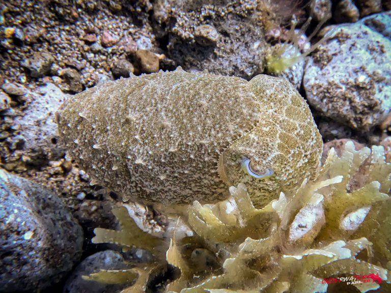 A cuttlefish (Sepia sp.) photographed while scuba diving in Dauin, Philippines.