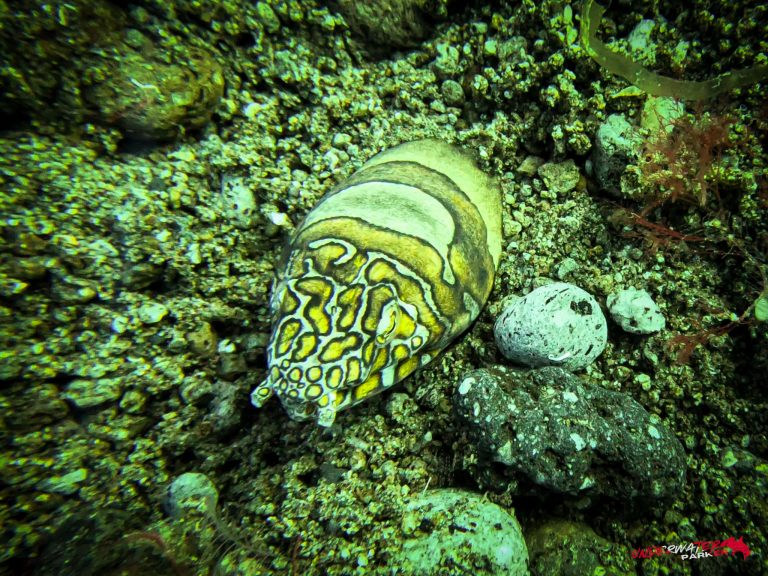 Underwater Parker – Dauin-025