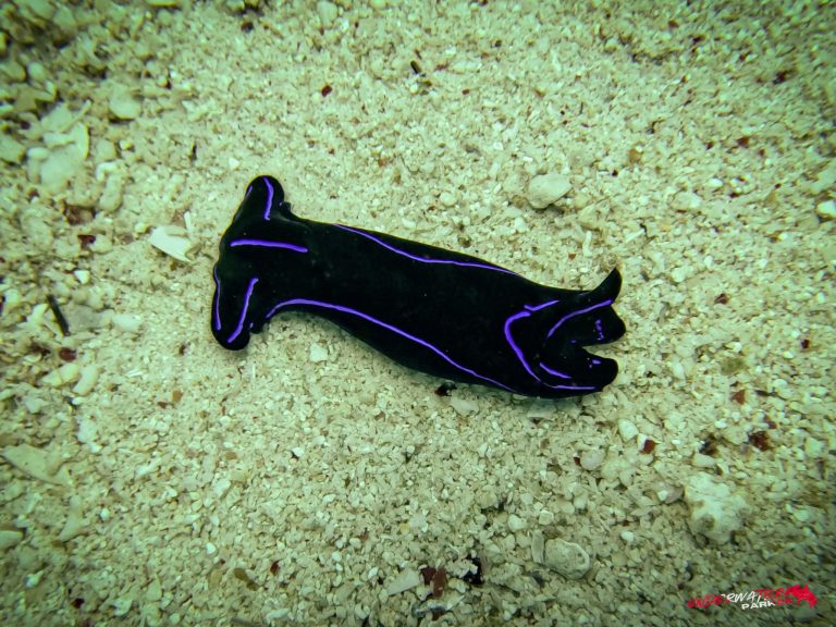 Blue Velvet Headshield Slug (Chelidonura varians) photographed while diving at Apo Island, Philippines