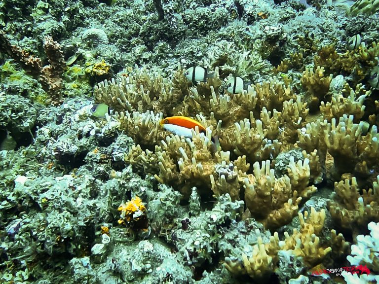 Underwater Parker – Dauin-030