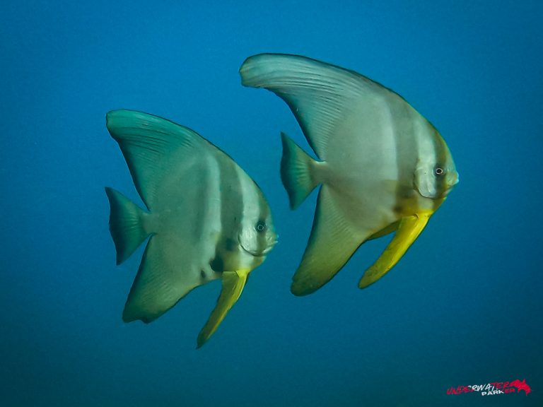 Underwater Parker – Dauin-031