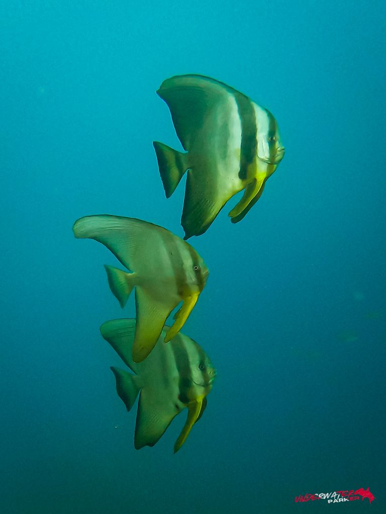 Underwater Parker – Dauin-032