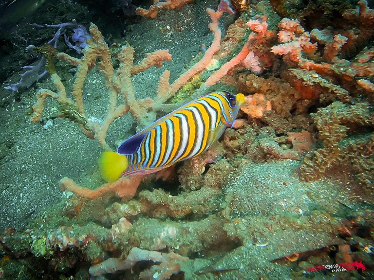 Underwater Parker – Dauin-033