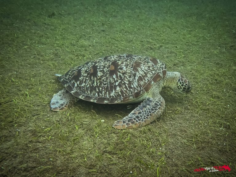 Underwater Parker – Dauin-035
