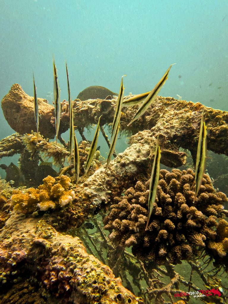 Underwater Parker – Dauin-036