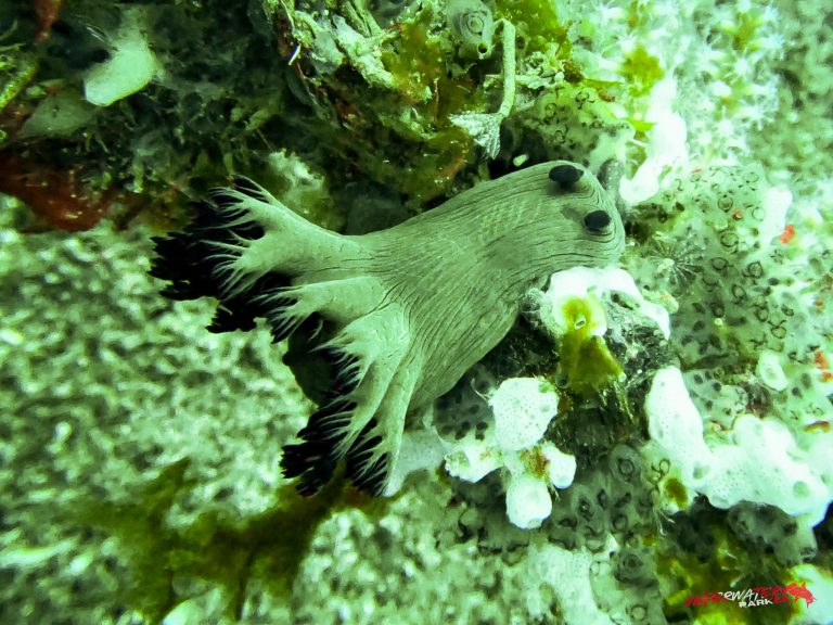 Underwater Parker – Dauin-037