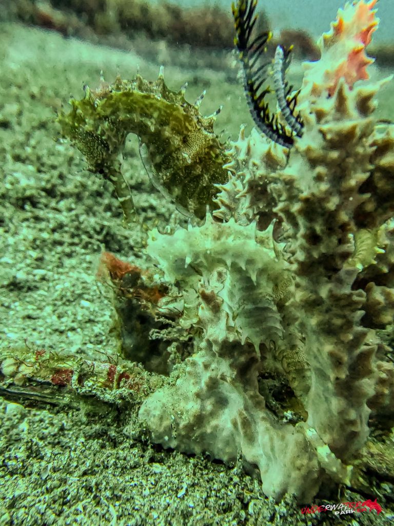 Underwater Parker – Dauin-038