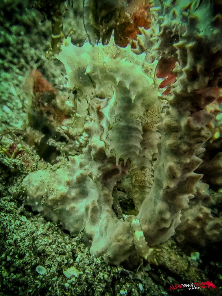 Underwater Parker – Dauin-039