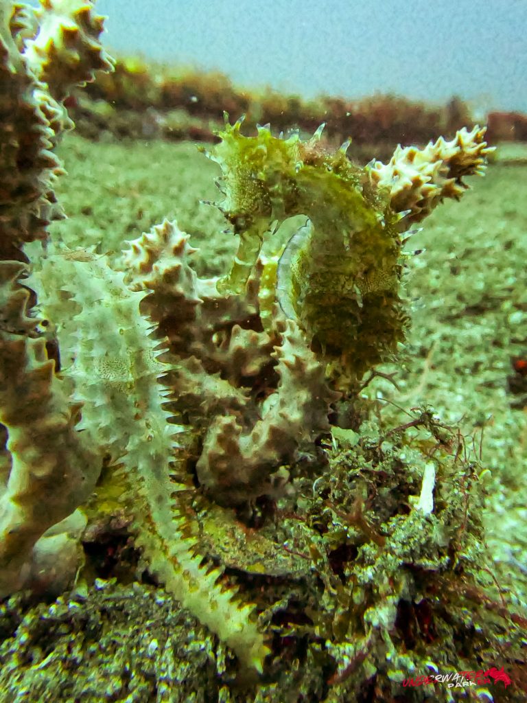 Underwater Parker – Dauin-040