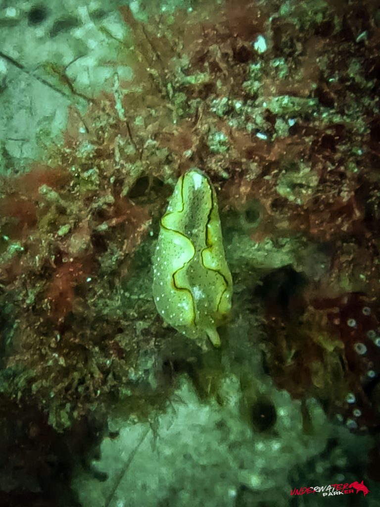 Underwater Parker – Dauin-042