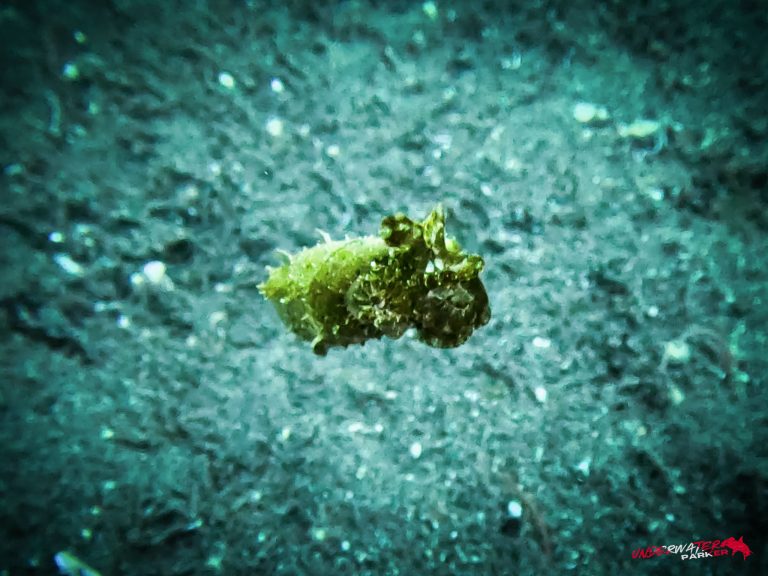 Underwater Parker – Dauin-043