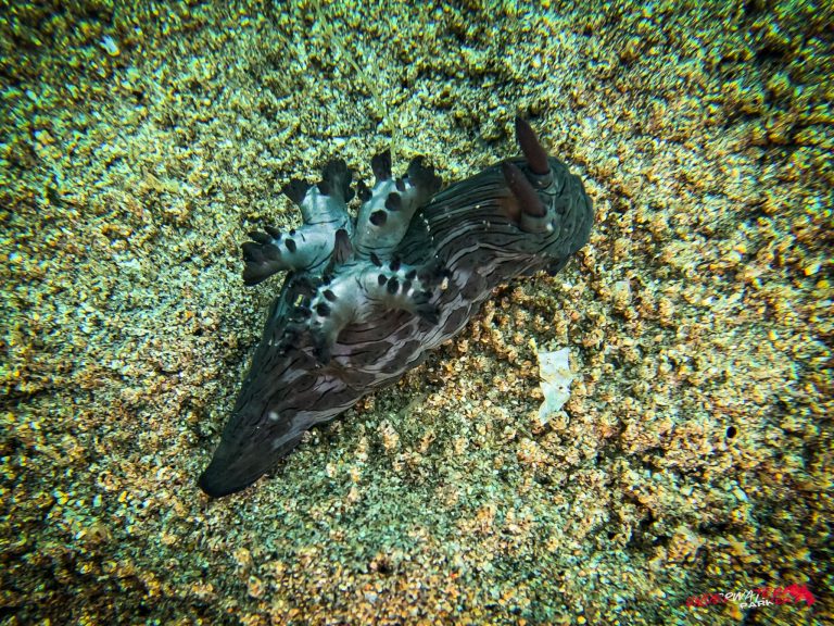A Mulliner’s Nembrotha (Nembrotha mullineri) photographed while scuba diving in Dauin, Philippines.