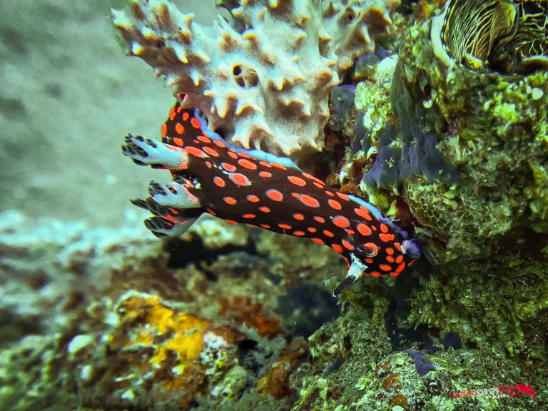 Underwater Parker – Dauin-047