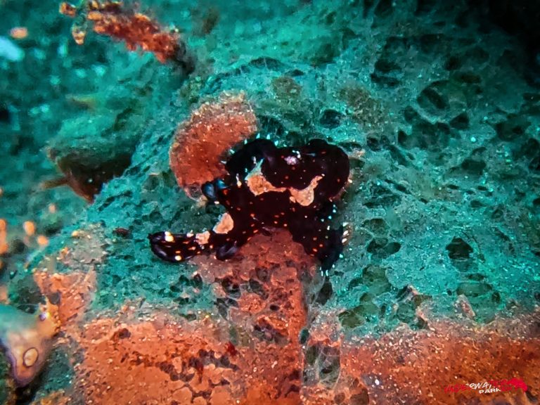 Underwater Parker – Dauin-049