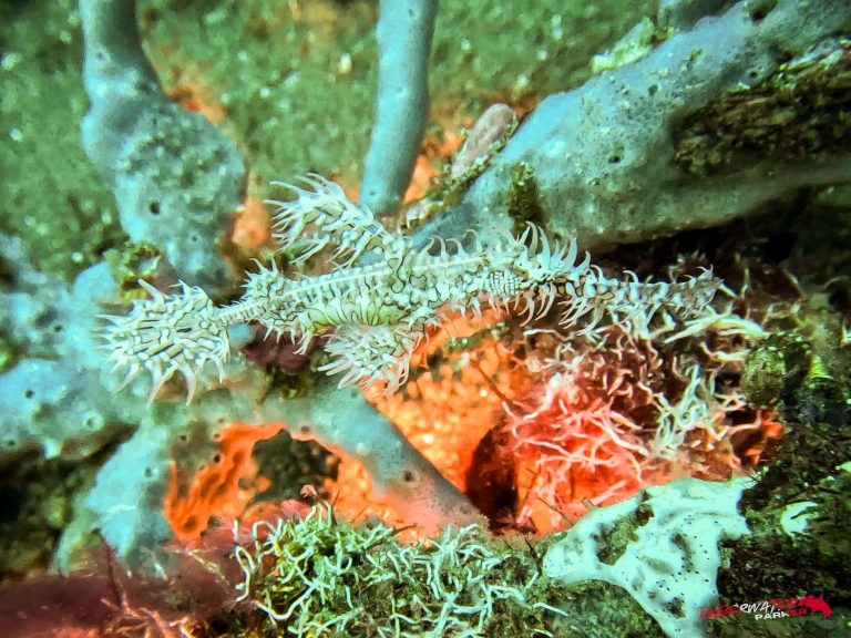 Underwater Parker – Dauin-050