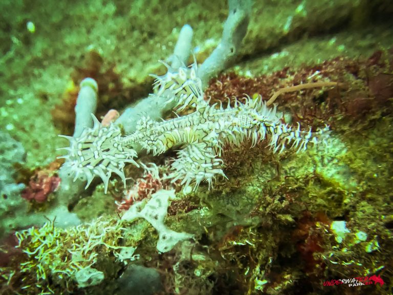 Underwater Parker – Dauin-051