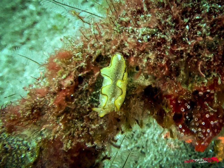 Underwater Parker – Dauin-052