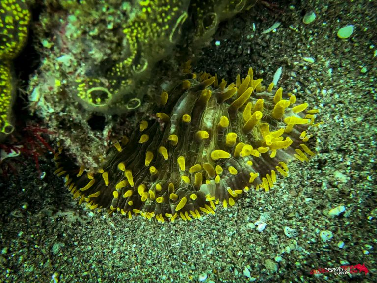 Underwater Parker – Dauin-053