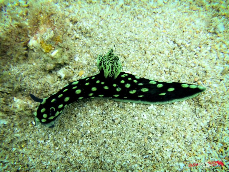 Underwater Parker – Dauin-054