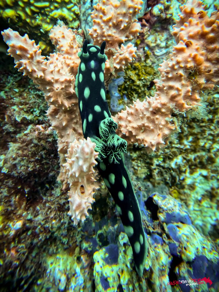 Underwater Parker – Dauin-055