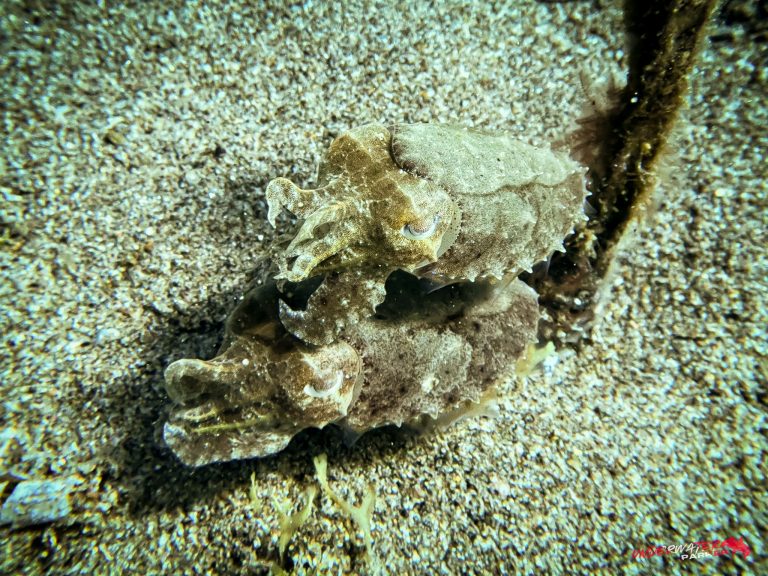Underwater Parker – Dauin-057