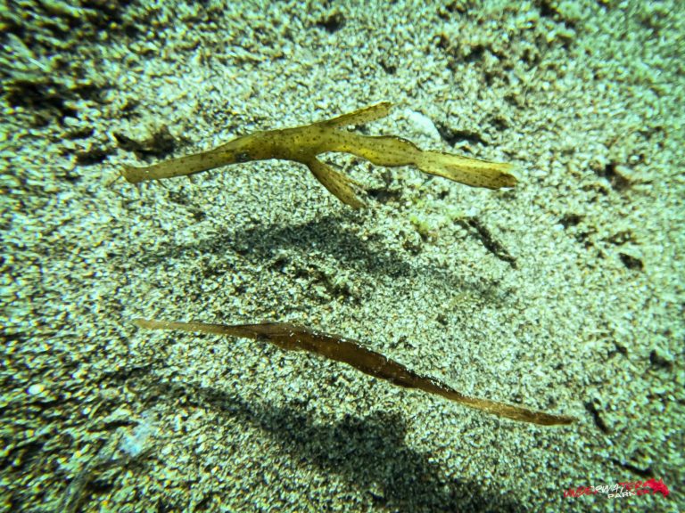 Pair of pipefish (Syngnathidae) photographed while scuba diving in Dauin, Philippines