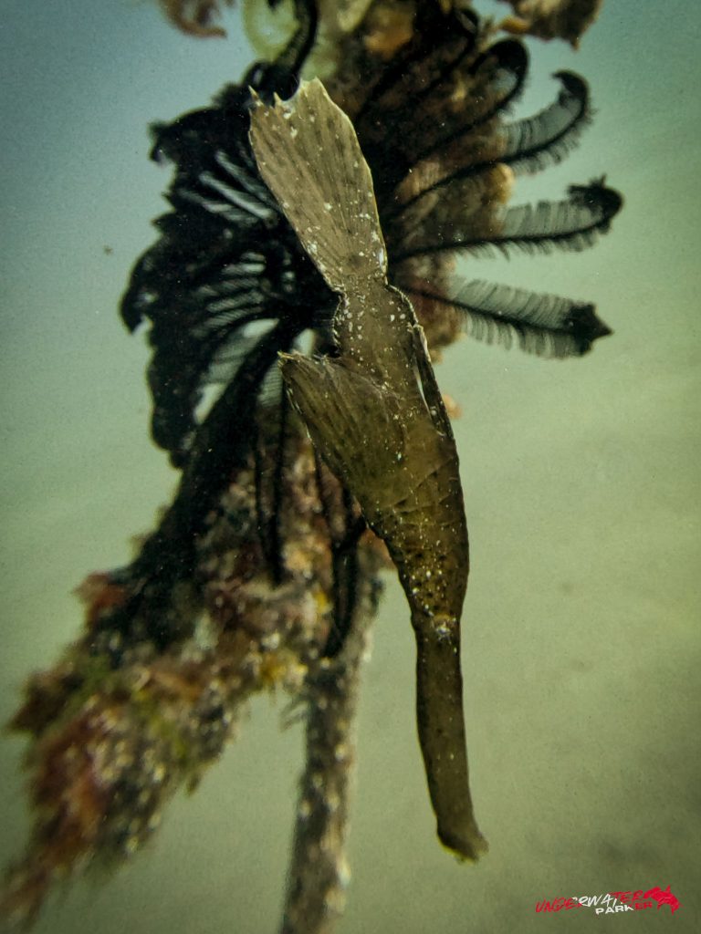 Underwater Parker – Dauin-059