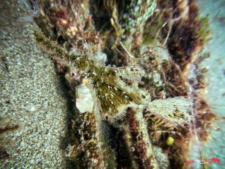 Underwater Parker – Dauin-060