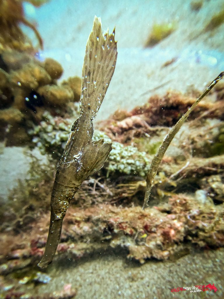 Underwater Parker – Dauin-061