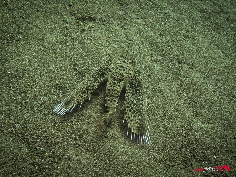 Underwater Parker – Dauin-062
