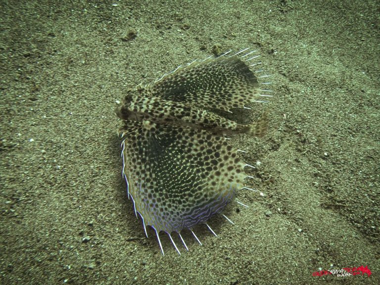Underwater Parker – Dauin-063