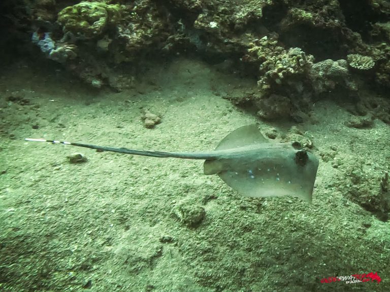 Underwater Parker – Dauin-067