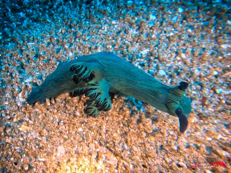 Underwater Parker – Dauin-070