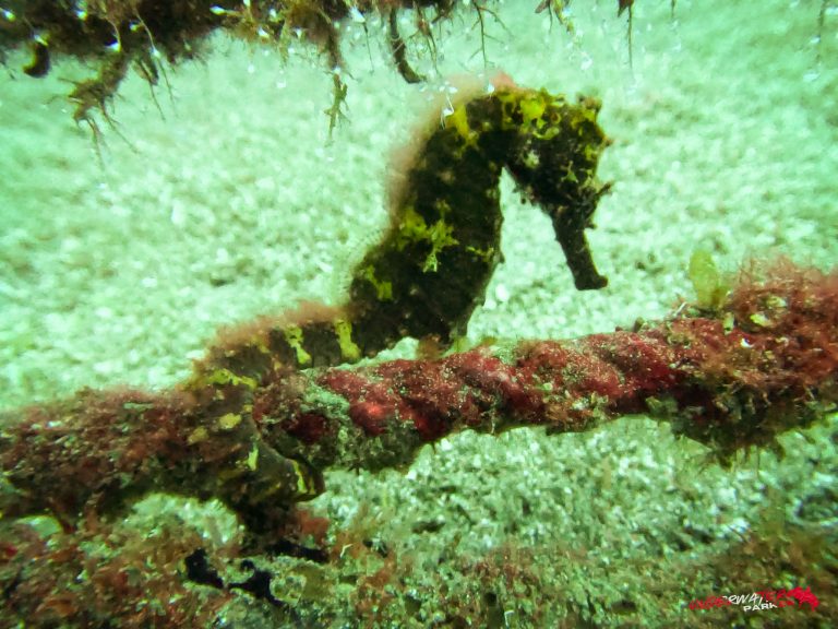 Seahorse (Hippocampus sp.) photographed while scuba diving in Dauin, Philippines