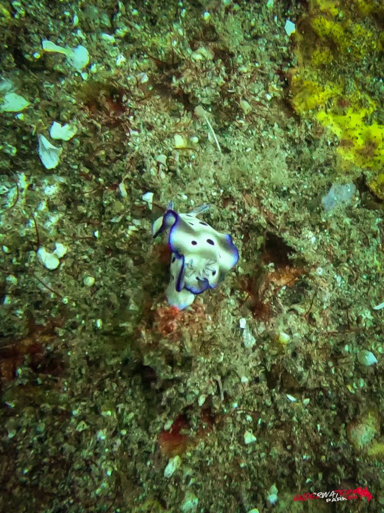 Underwater Parker – Dauin-072