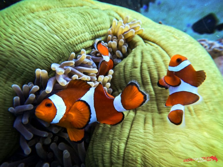 Clownfish swimming among anemones while diving in Dauin, Philippines