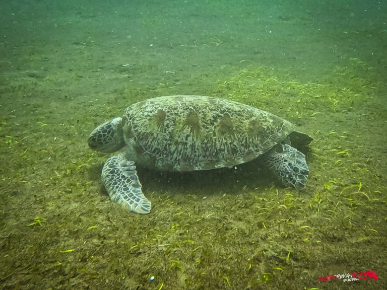 A green turtle (Chelonia mydas) eating seagrass on the seabed while scuba diving in Dauin, Philippines.