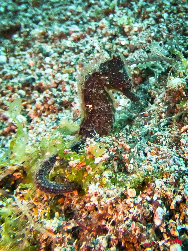 Underwater Parker – Dauin-078