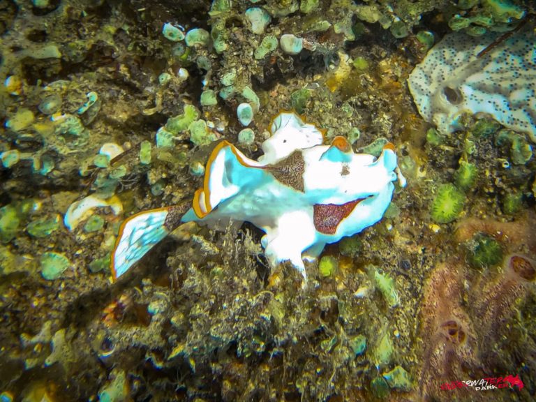 Underwater Parker – Dauin-079
