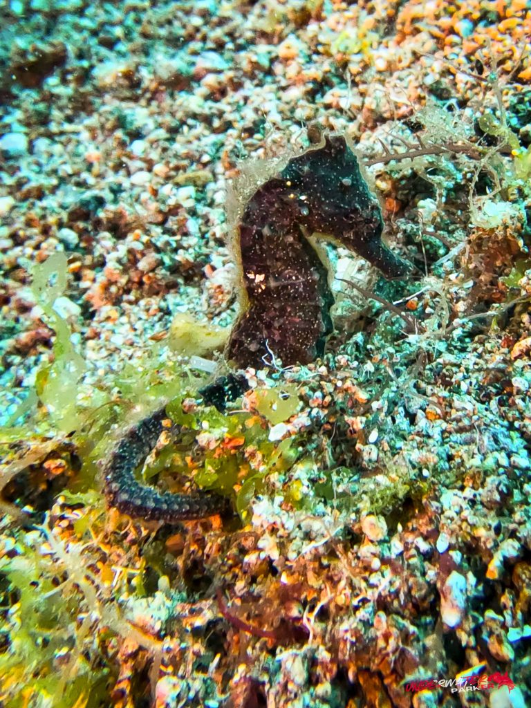 Underwater Parker – Dauin-080