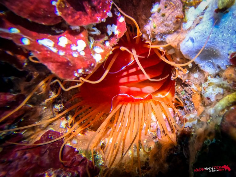 An electric clam (Ctenoides ales) photographed while scuba diving at Apo Island, Philippines.