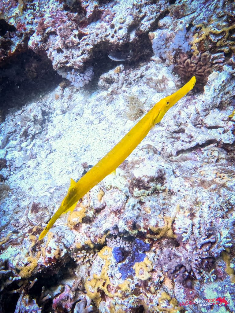 Underwater Parker – Dauin-083