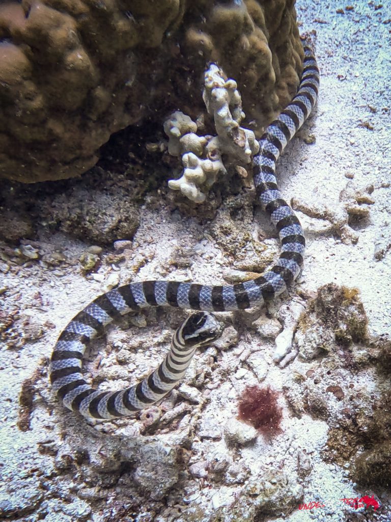 Underwater Parker – Dauin-084