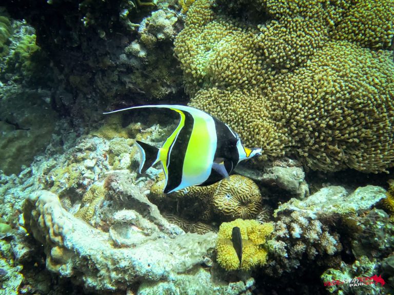 Underwater Parker – Dauin-085