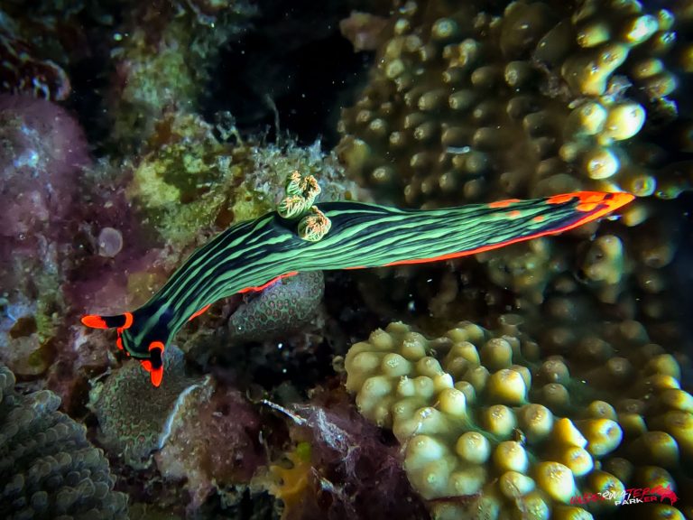 Underwater Parker – Dauin-086